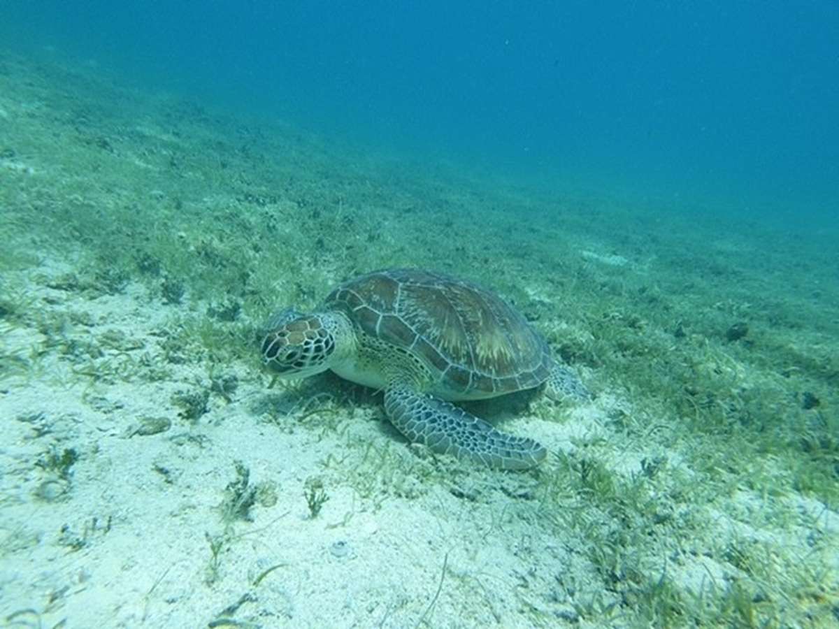 Mother Ocean photo 12