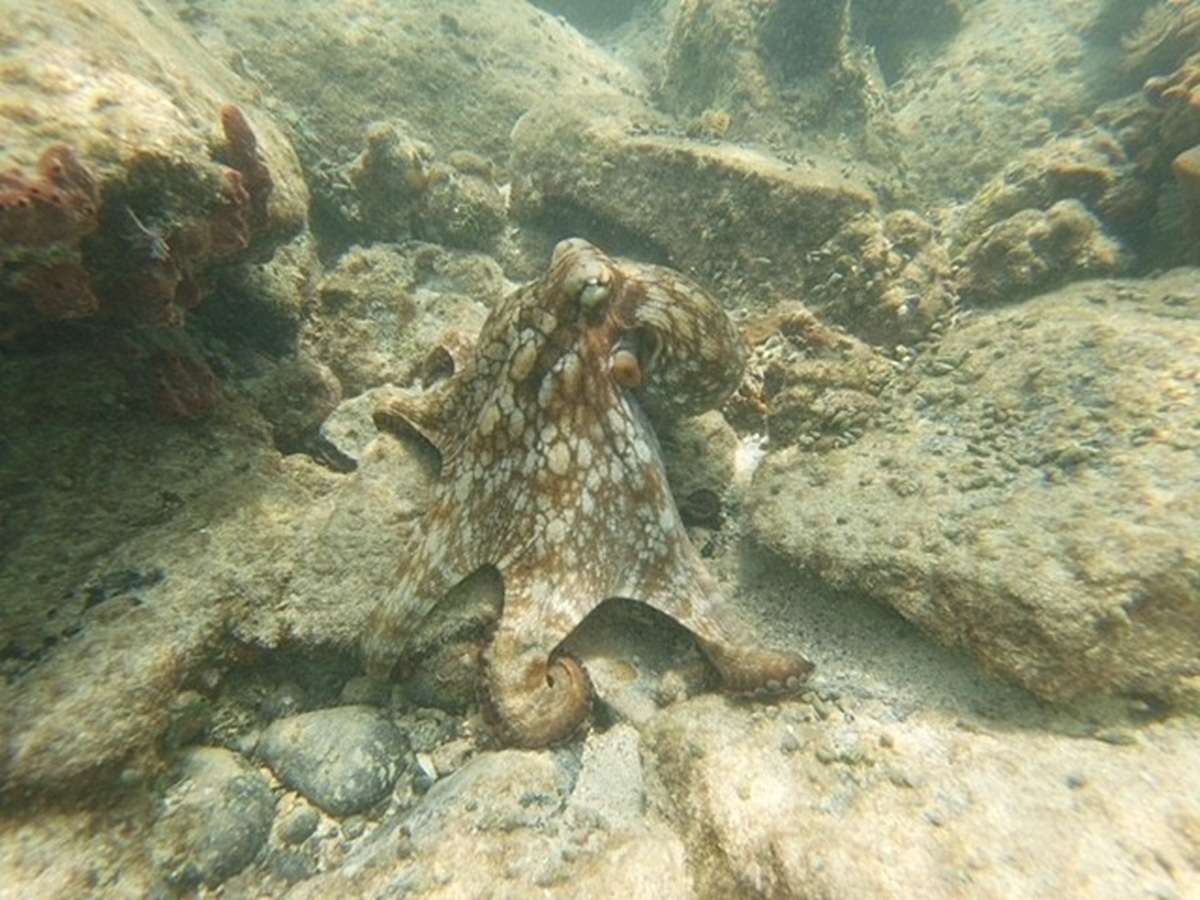 Mother Ocean photo 13